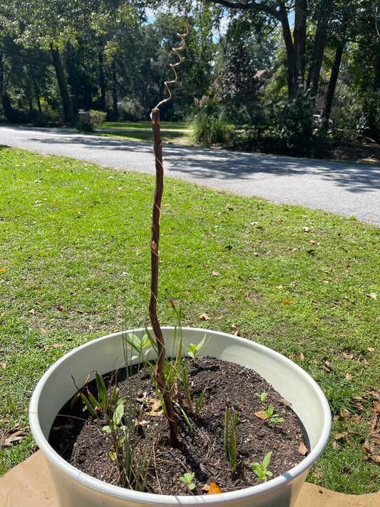 30” Southern Belle ElectroFreedom Electroculture Antenna (6 pack) Freedom Gardens Electroculture