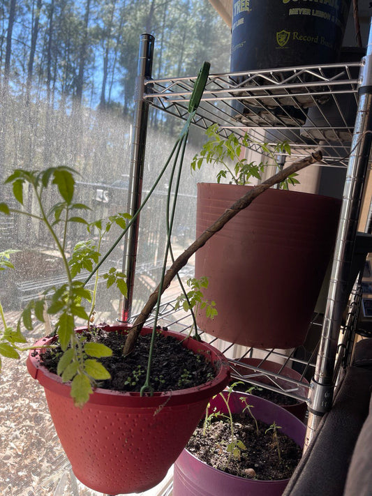 12” Green Thumb ElectroFreedom Electroculture Antenna (6 pack) Freedom Gardens Electroculture