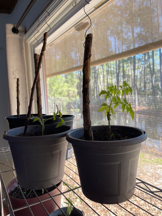 12” Green Thumb ElectroFreedom Electroculture Antenna (6 pack) Freedom Gardens Electroculture