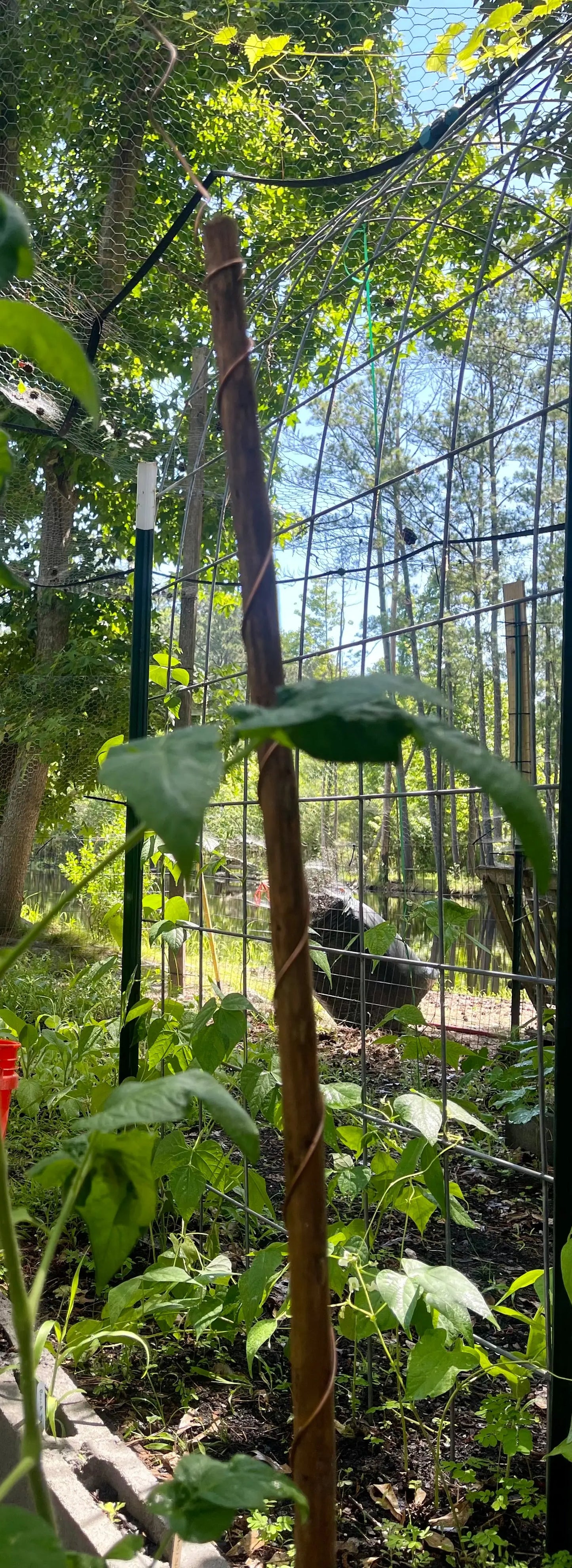 60” Homesteader ElectroFreedom Electroculture Antenna Freedom Gardens Electroculture