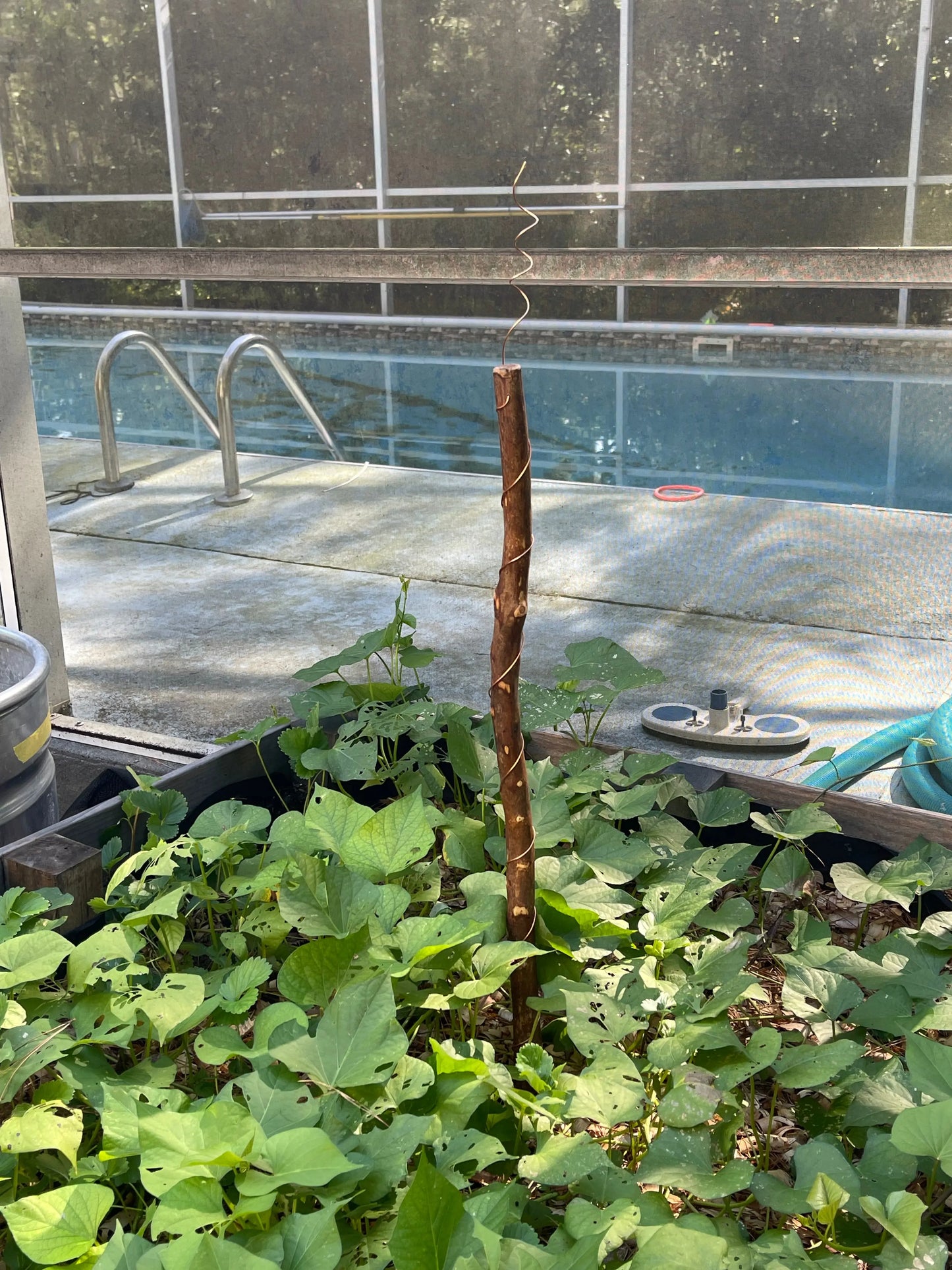 42” Yankee ElectroFreedom Electroculture Antenna Freedom Gardens Electroculture