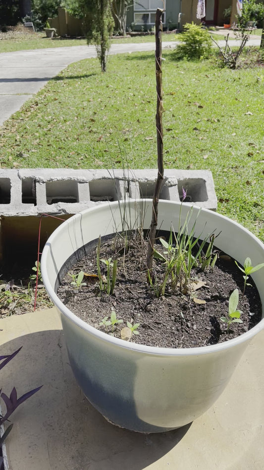 30” Southern Belle ElectroFreedom Electroculture Antenna (6 pack)